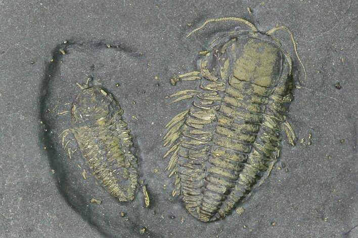 Two Pyritized Triarthrus Trilobites With Appendages - New York #164299
